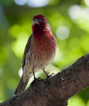 House Finch 8252